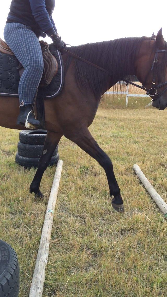 Traver Super Susser billede 15