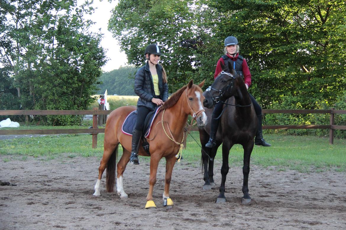 Anden særlig race Carlo - 01/07-14 Bedste hesteveninder & Bedste hestevenner billede 9