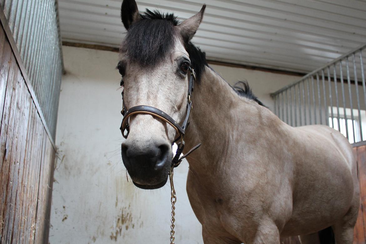 Connemara Kikki<3 billede 3