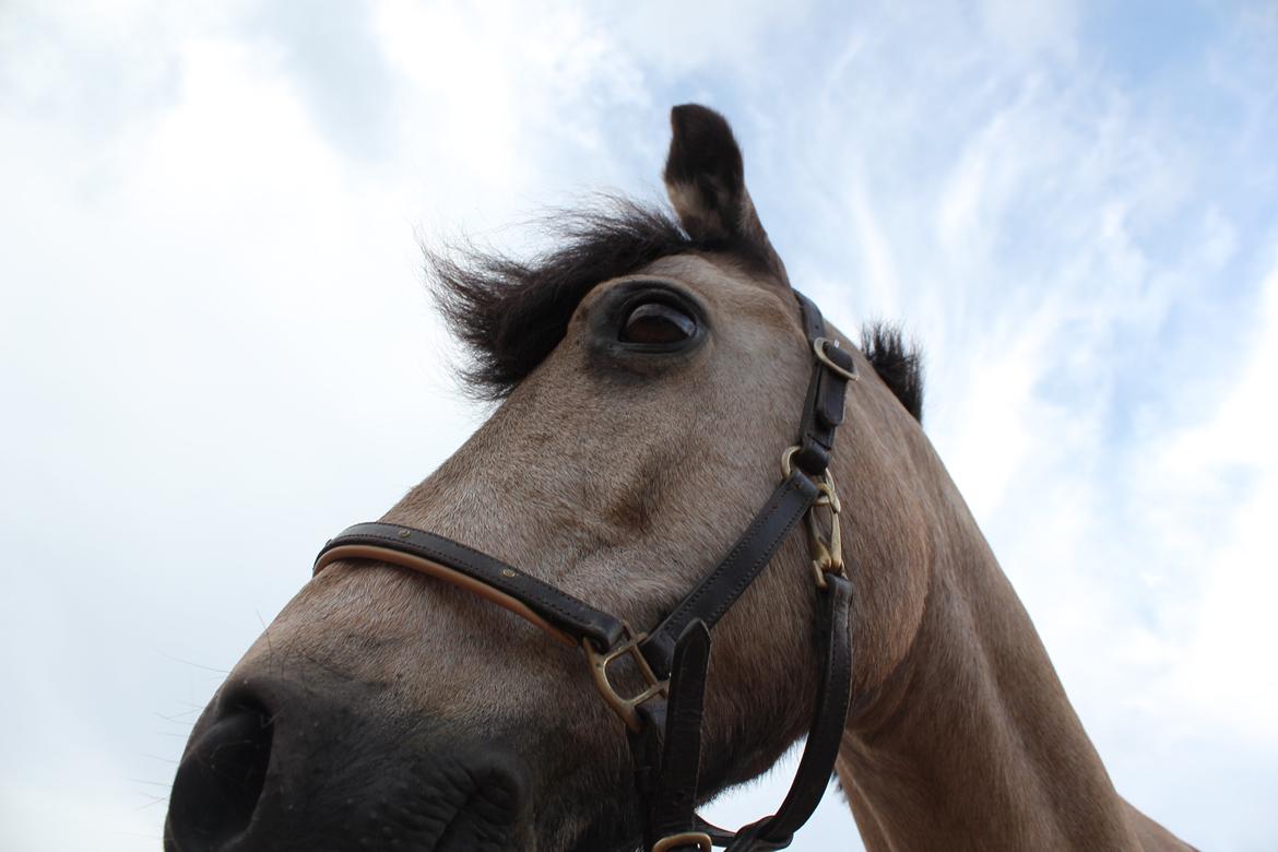 Connemara Kikki<3 billede 9