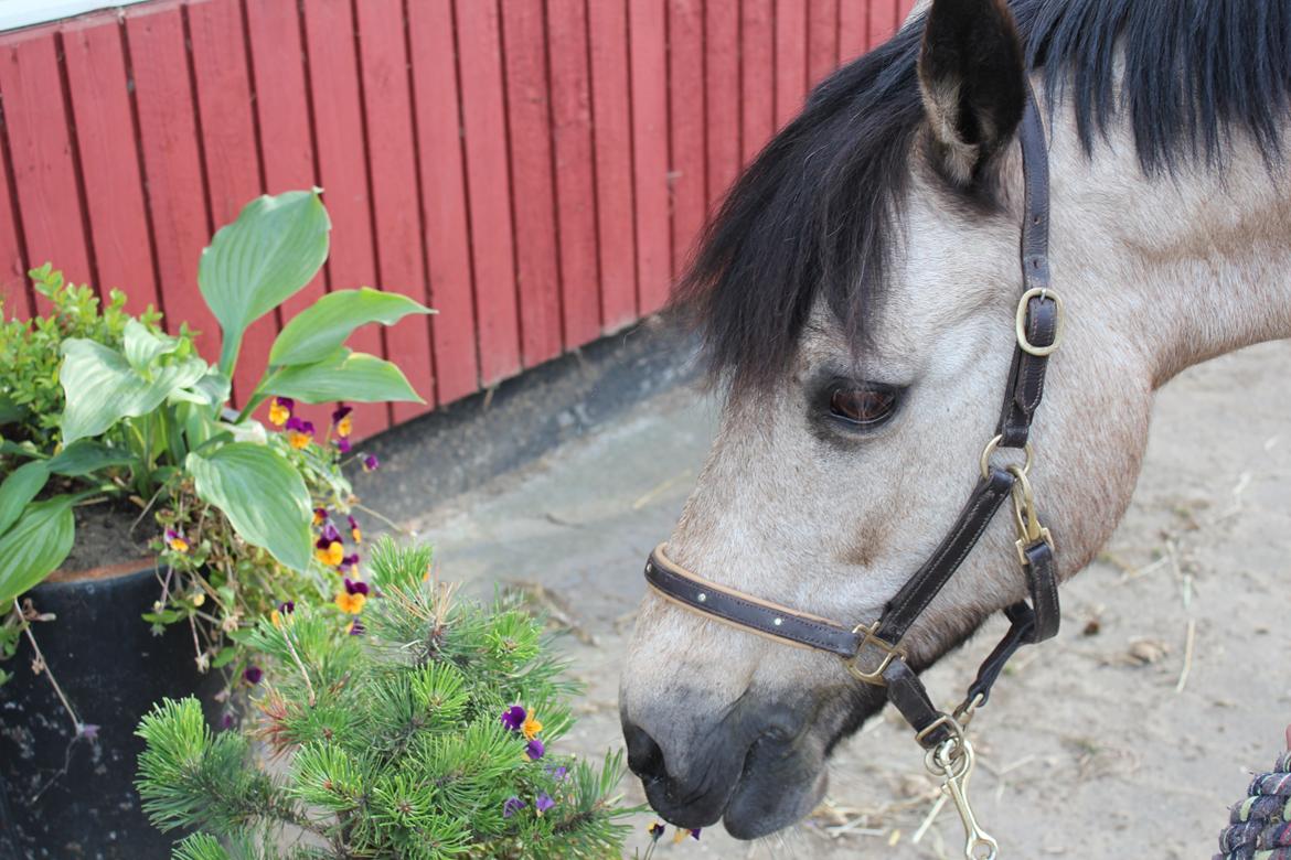 Connemara Kikki<3 billede 4