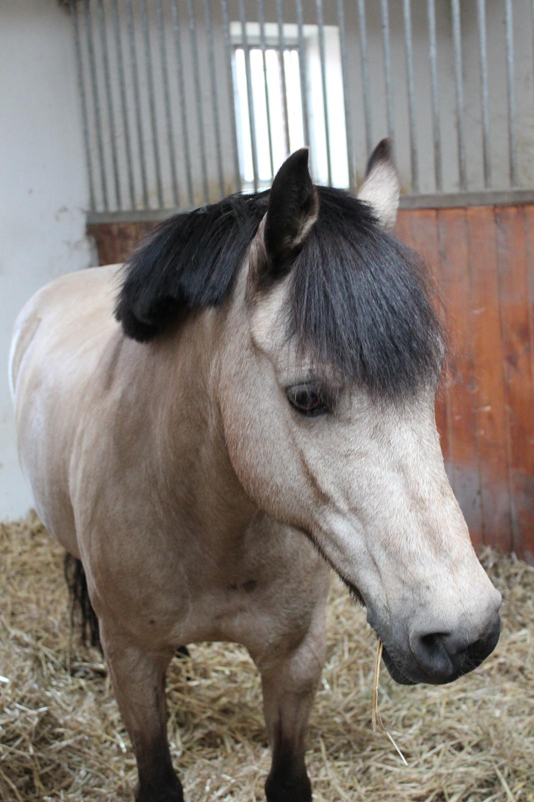 Connemara Kikki<3 billede 13