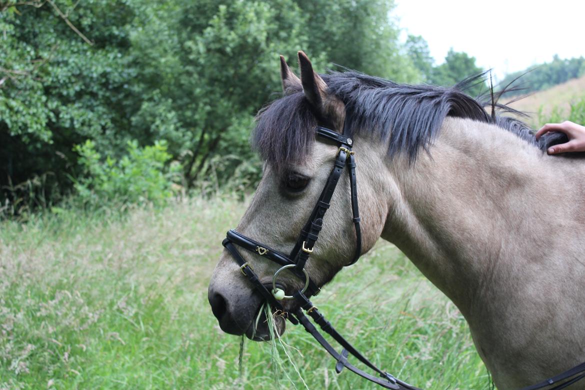 Connemara Kikki<3 billede 14