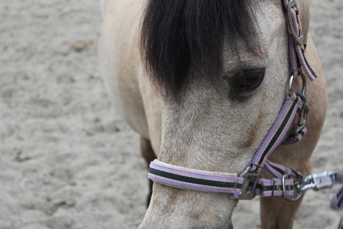 Connemara Kikki<3 billede 11