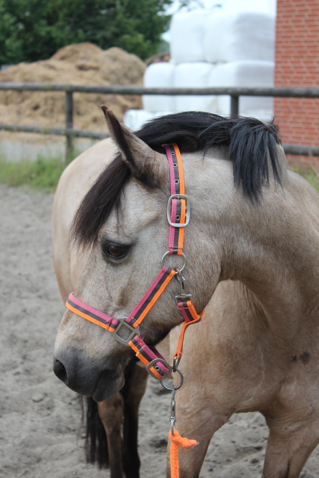 Connemara Kikki<3 billede 18