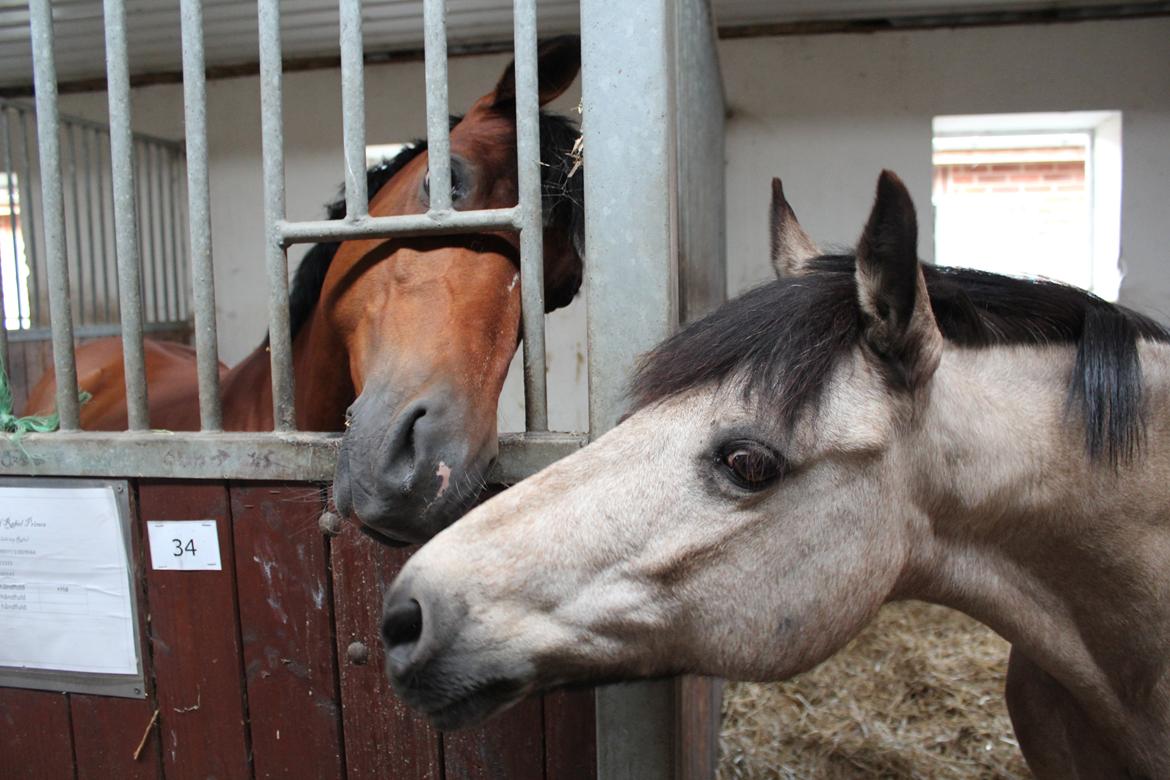 Connemara Kikki<3 billede 6