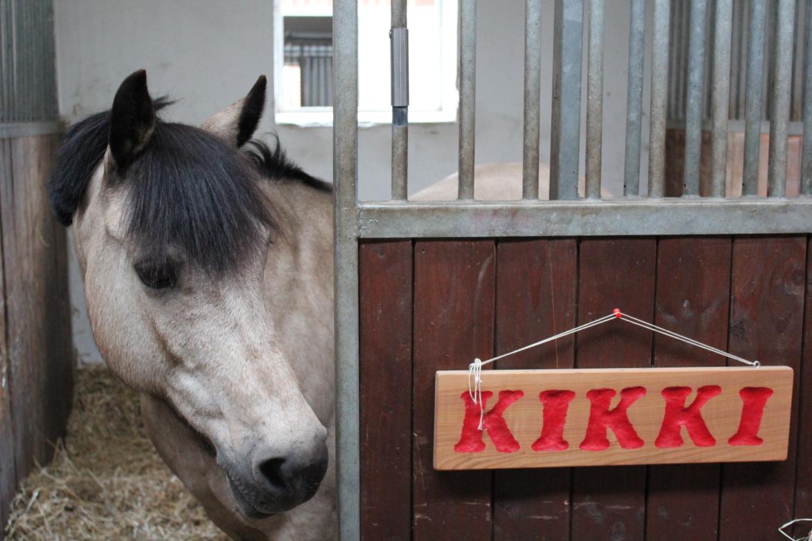 Connemara Kikki<3 billede 19