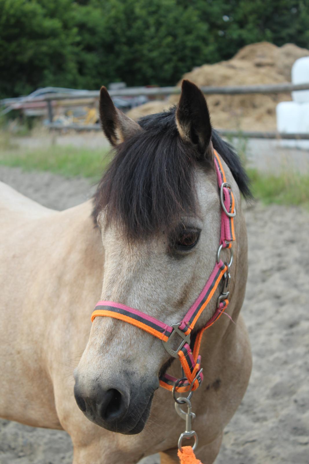 Connemara Kikki<3 billede 1