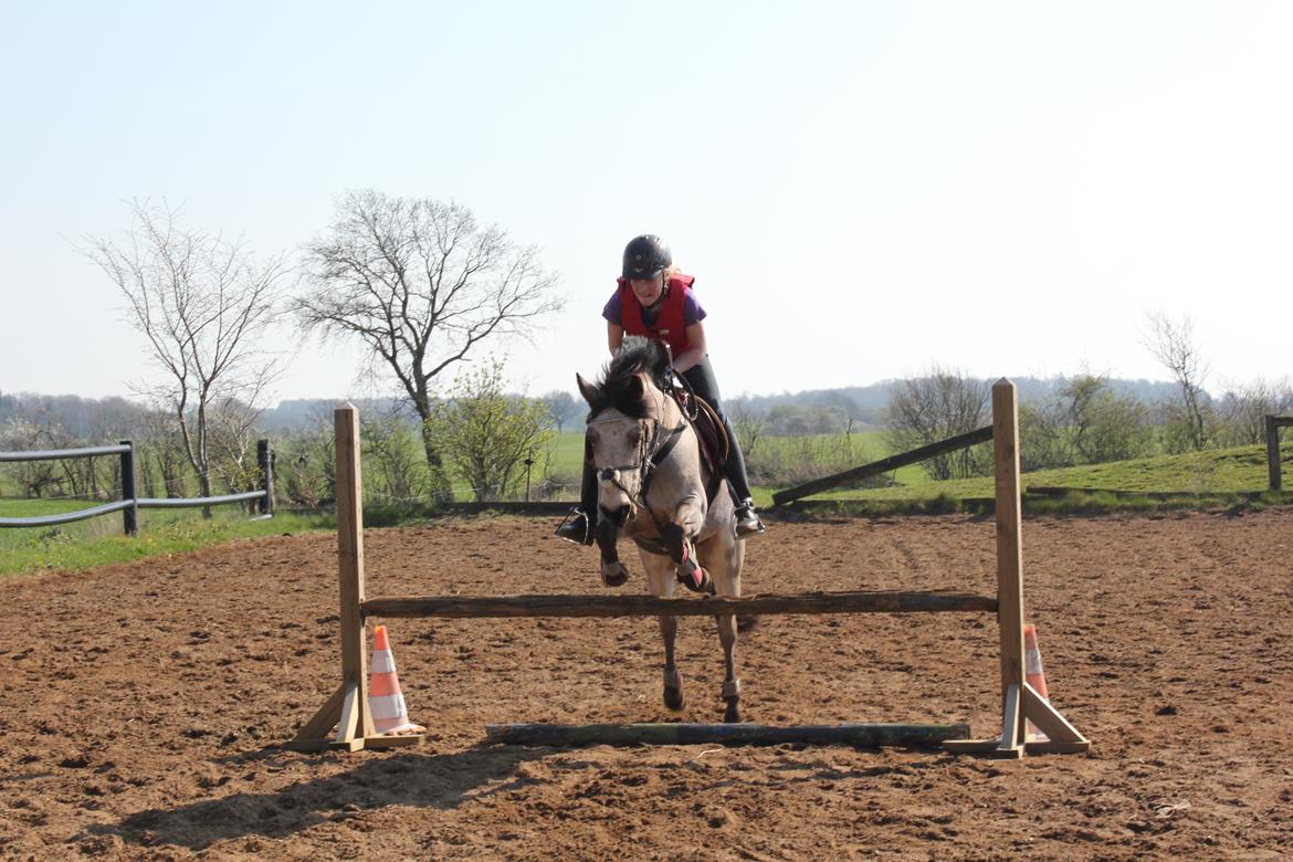 Connemara Kikki<3 billede 10