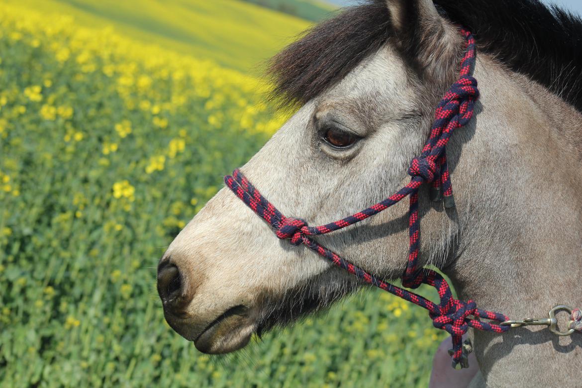 Connemara Kikki<3 billede 17