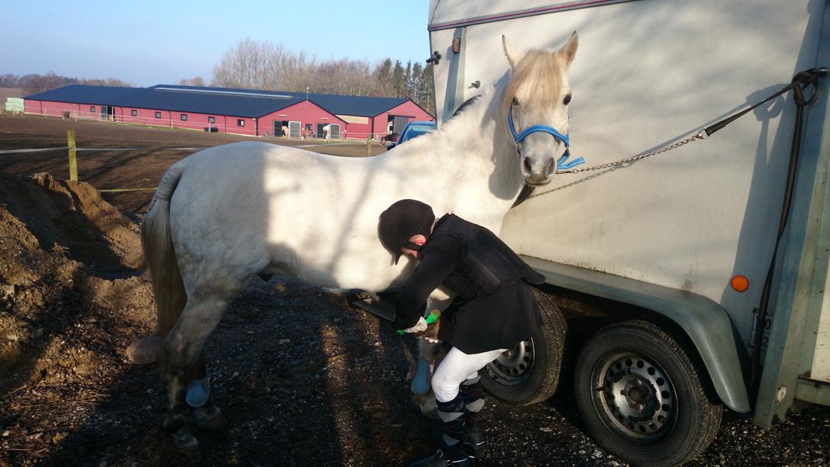 Welsh Pony af Cob-type (sec C) Rico billede 5