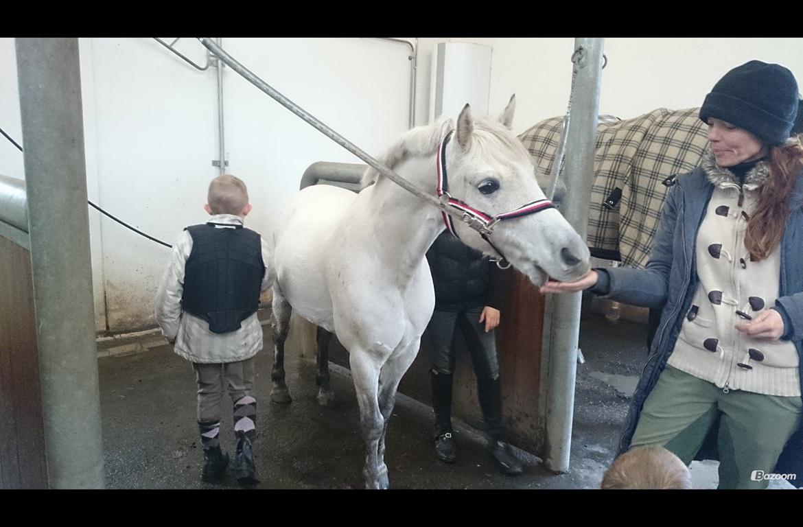 Welsh Pony af Cob-type (sec C) Rico billede 9