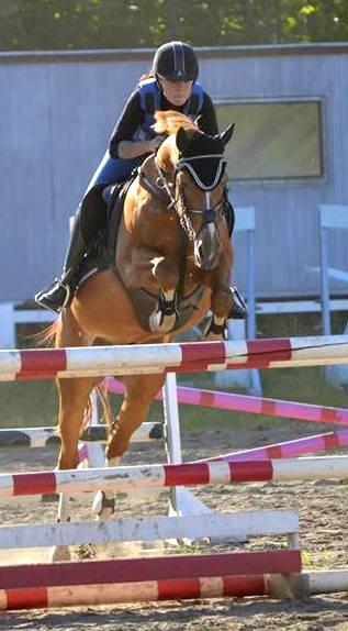 Hollandsk Sportspony Harpo Van De Haverkamp (Stanley) (himmelhest) billede 18