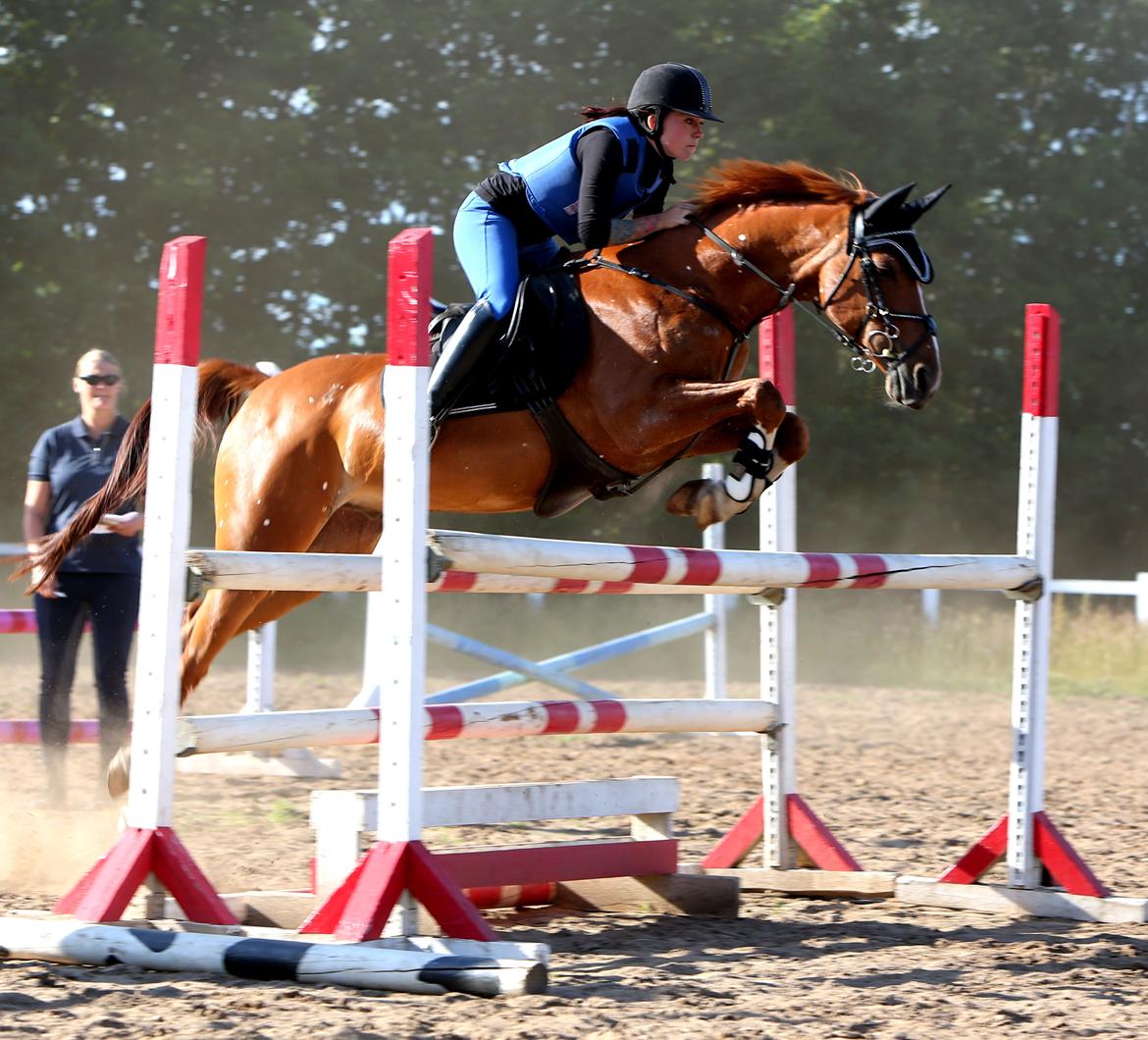 Hollandsk Sportspony Harpo Van De Haverkamp (Stanley) (himmelhest) billede 20