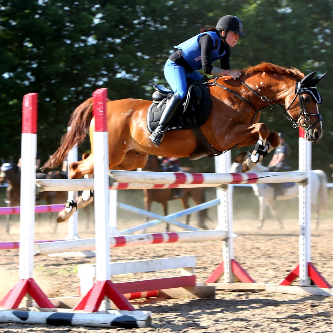 Hollandsk Sportspony Harpo Van De Haverkamp (Stanley) (himmelhest) billede 2