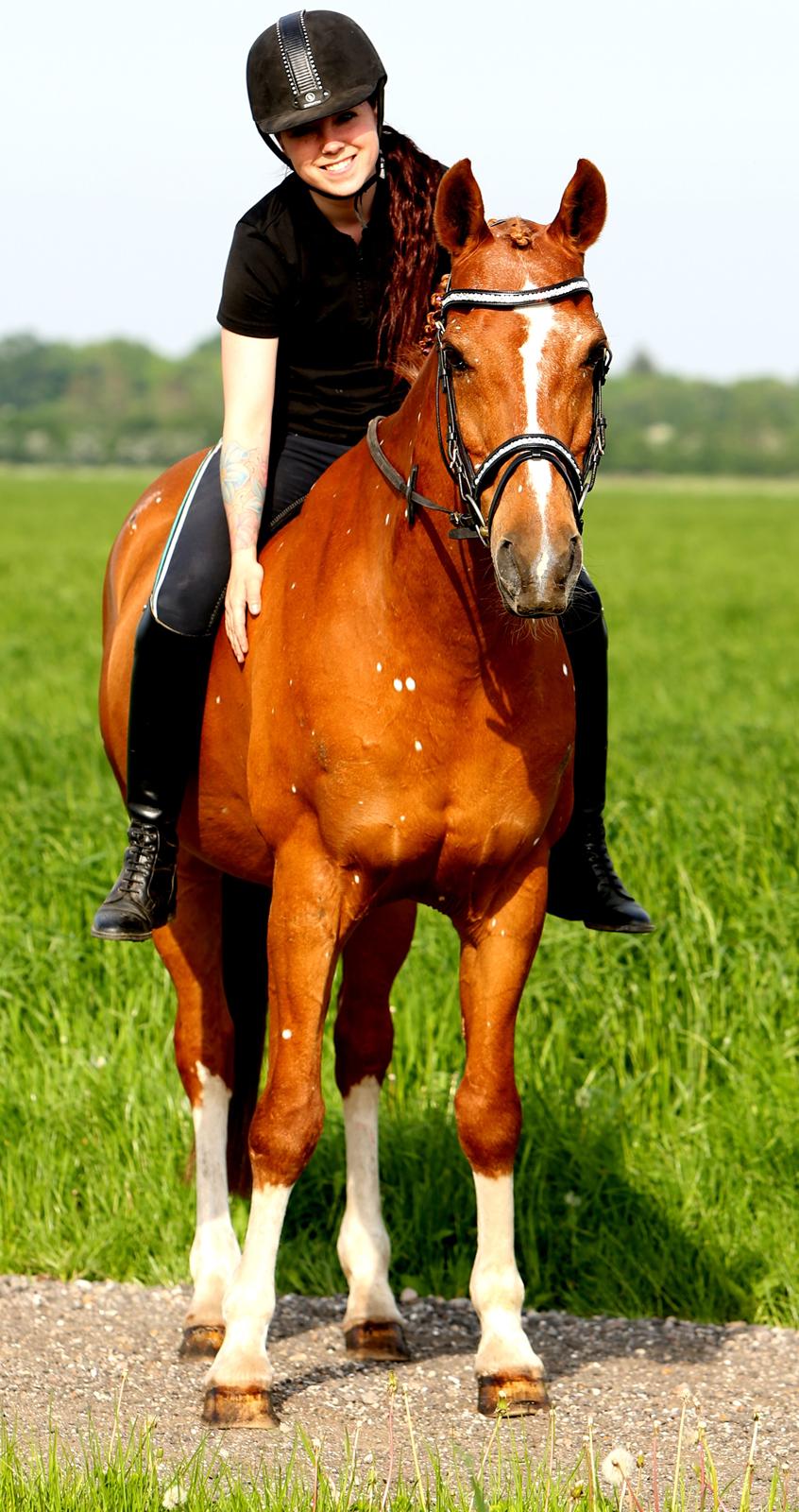 Hollandsk Sportspony Harpo Van De Haverkamp (Stanley) (himmelhest) billede 3