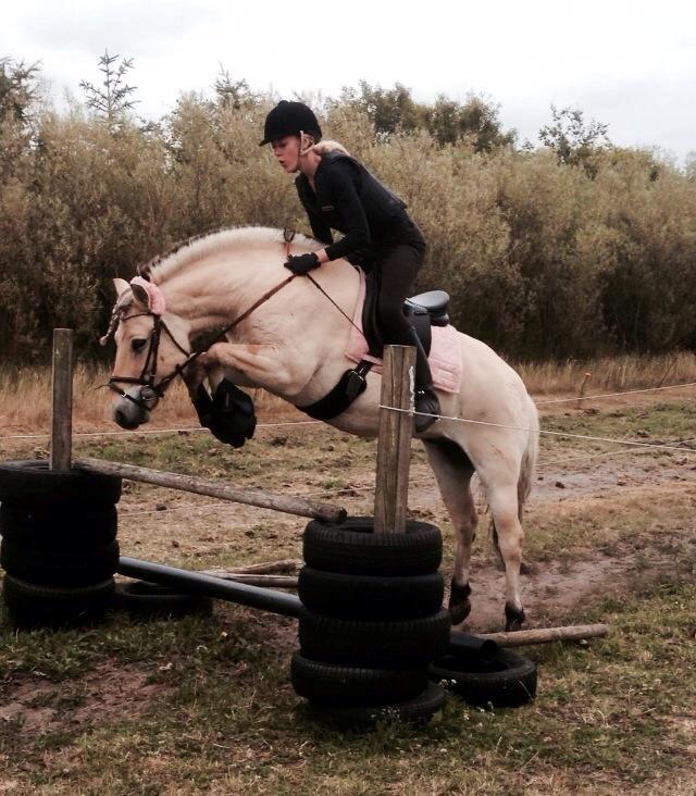 Fjordhest Thor - Hejsa og velkommen til Thor,s profil. Læg gerne en kommentar og en bedømmelse! :-) Det er min veninde Nanna der springer ca 90 cm på ham<3 billede 2