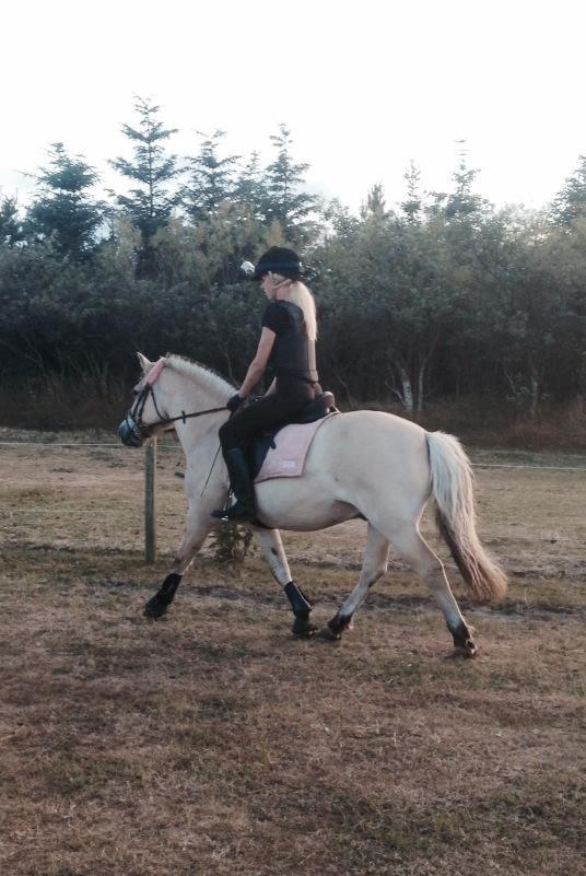 Fjordhest Thor - Nanna og Thor<3 billede 6