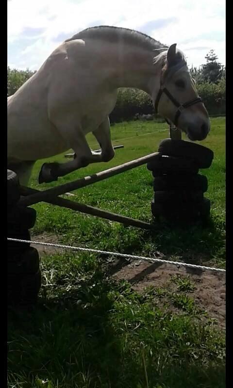 Fjordhest Thor - Løssespringer Thor<3 Han kan godt! ;-) billede 8
