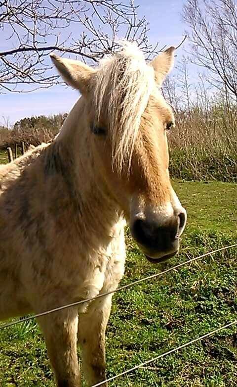 Fjordhest Frøkja - Freja 2014 billede 3
