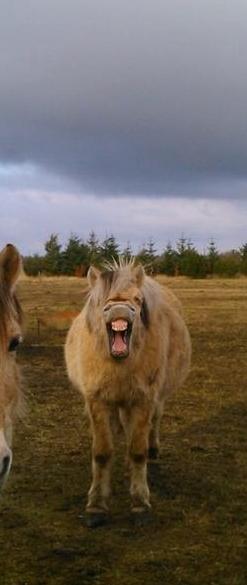 Fjordhest Frøkja - GAAAAB! xD 2013 billede 4