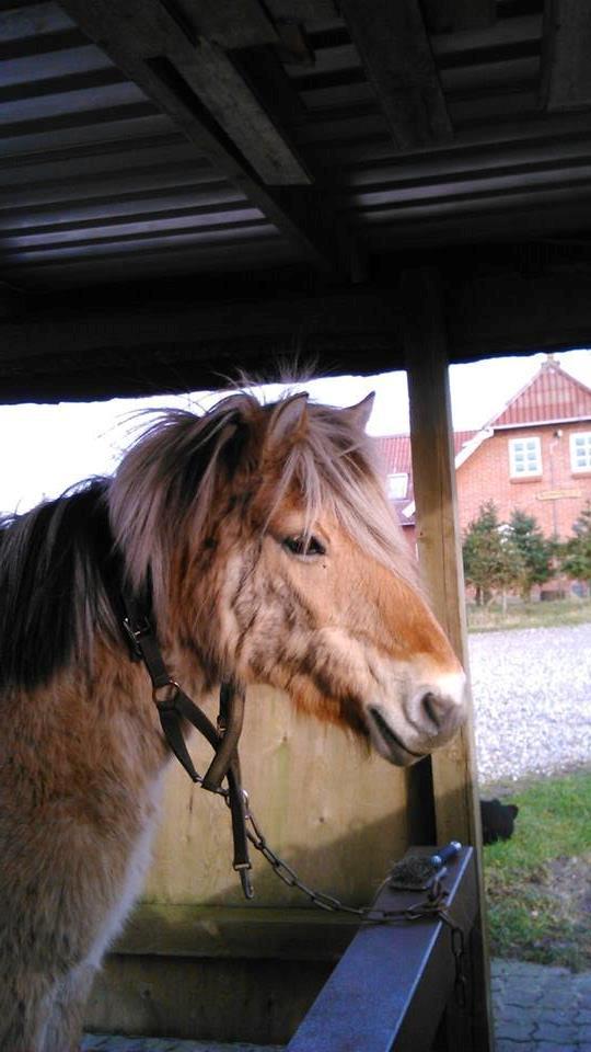 Fjordhest Frøkja - 2014  billede 6