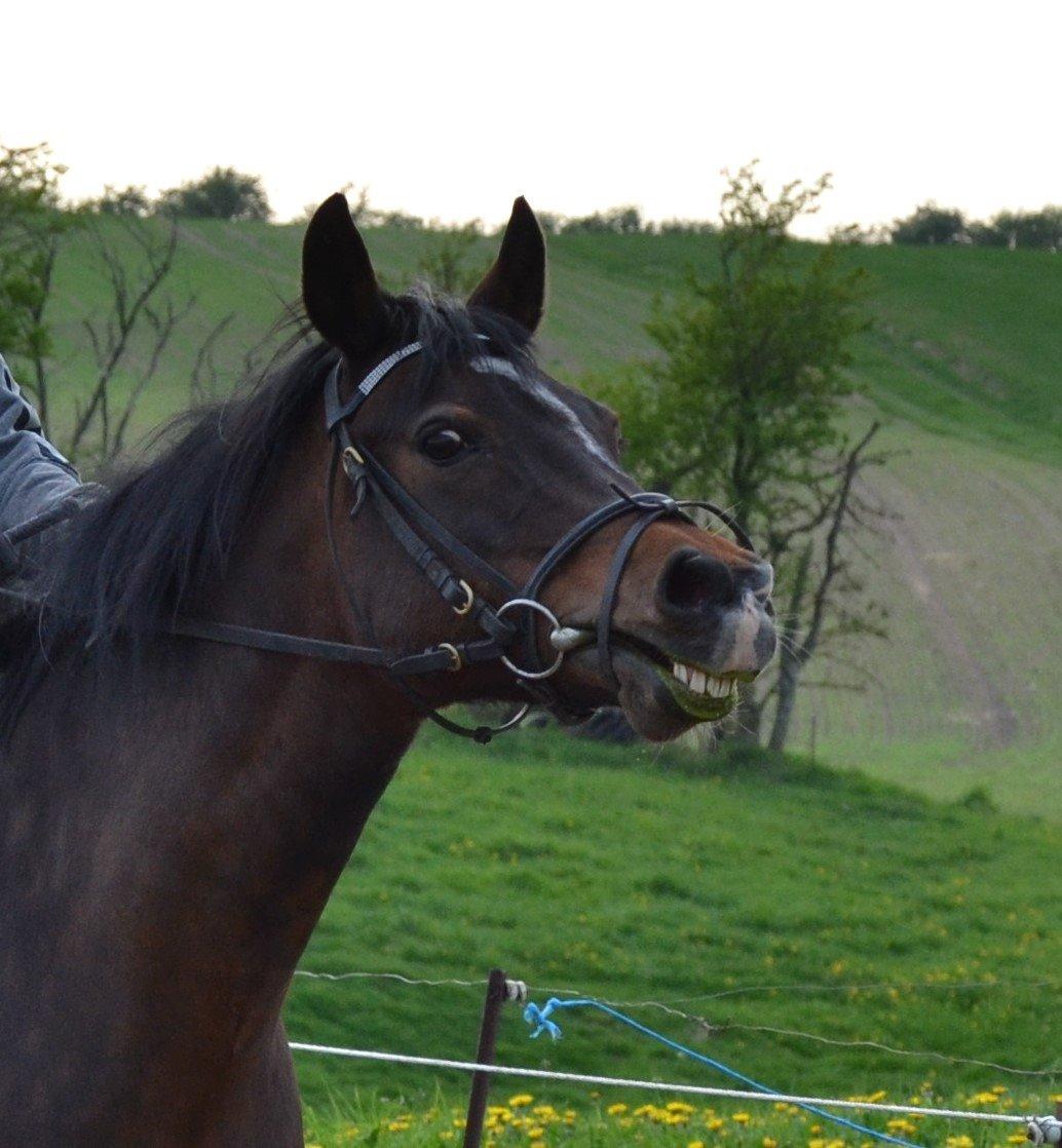 Anden særlig race Merza´s Gwendolyn billede 1