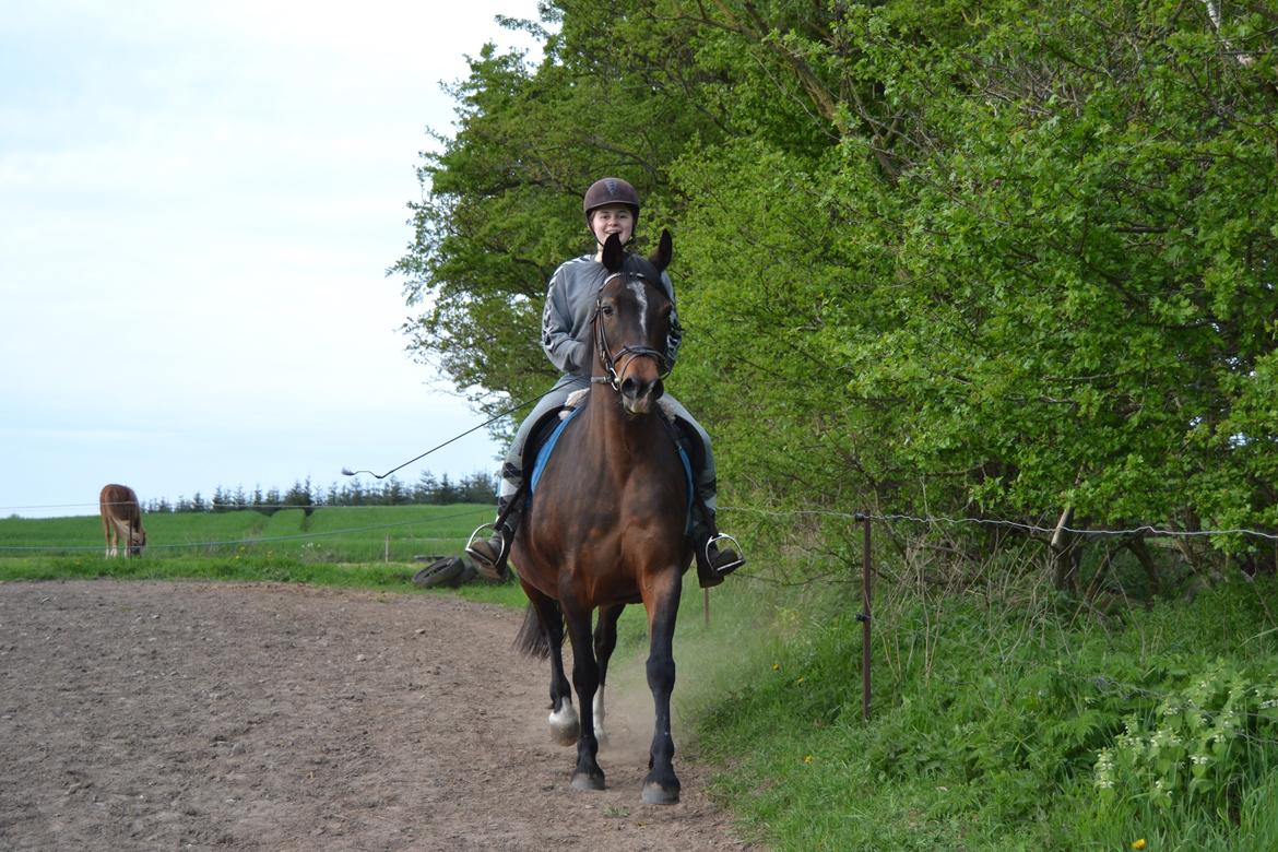 Anden særlig race Merza´s Gwendolyn billede 2