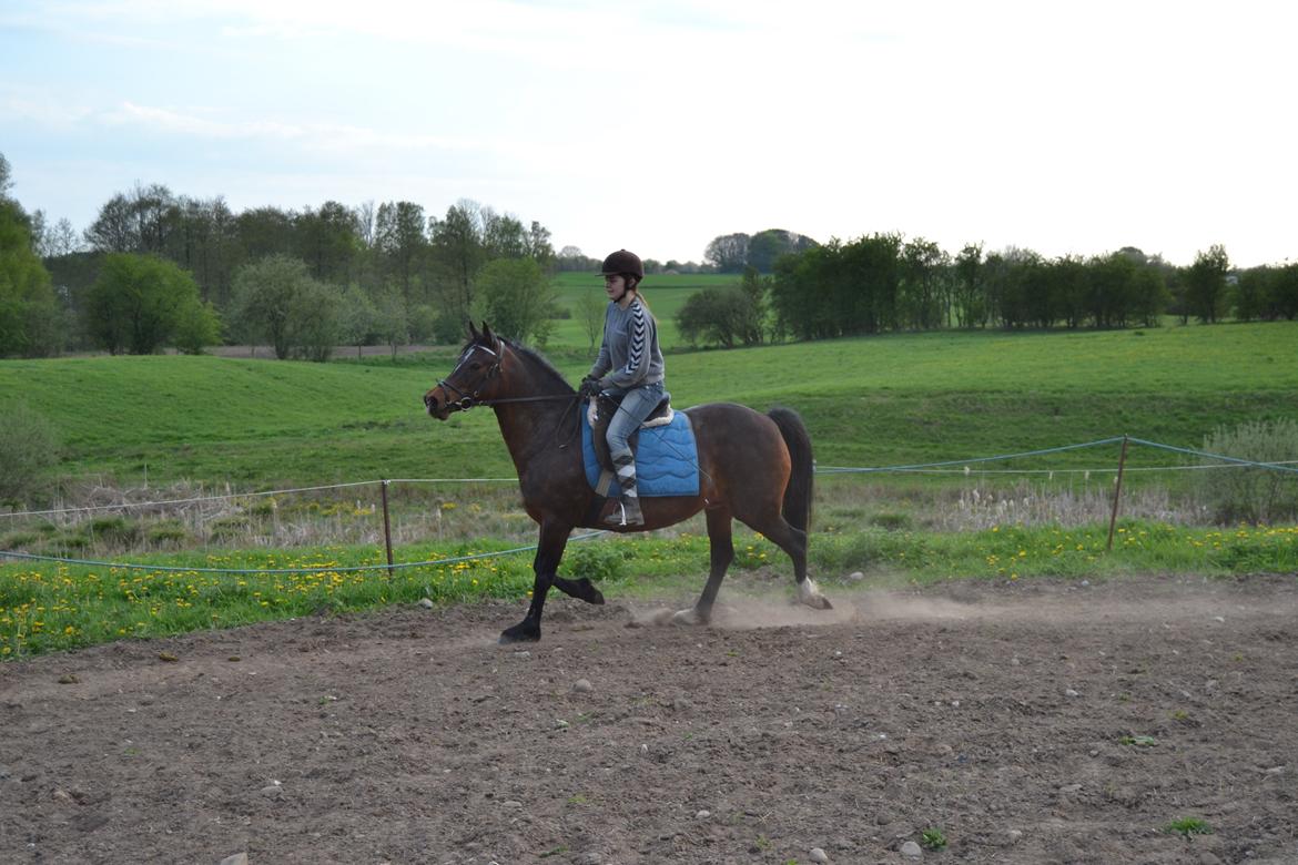 Anden særlig race Merza´s Gwendolyn billede 3