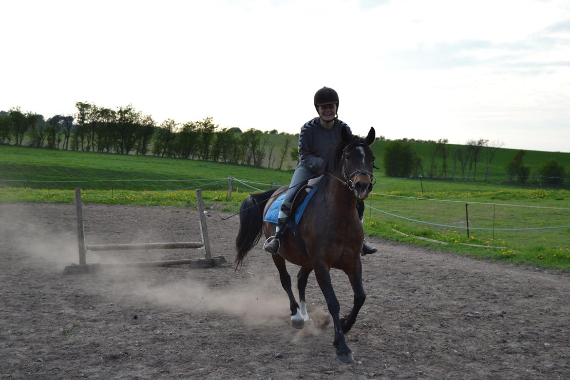 Anden særlig race Merza´s Gwendolyn billede 4