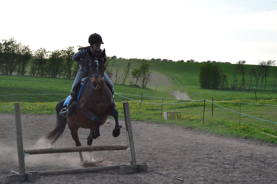 Anden særlig race Merza´s Gwendolyn billede 5
