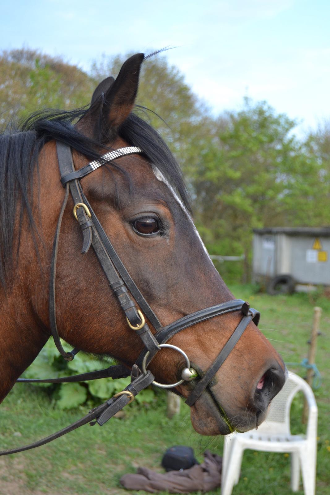 Anden særlig race Merza´s Gwendolyn billede 9
