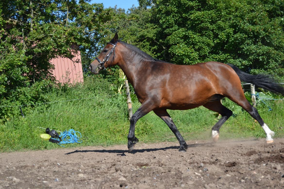 Anden særlig race Merza´s Gwendolyn billede 6