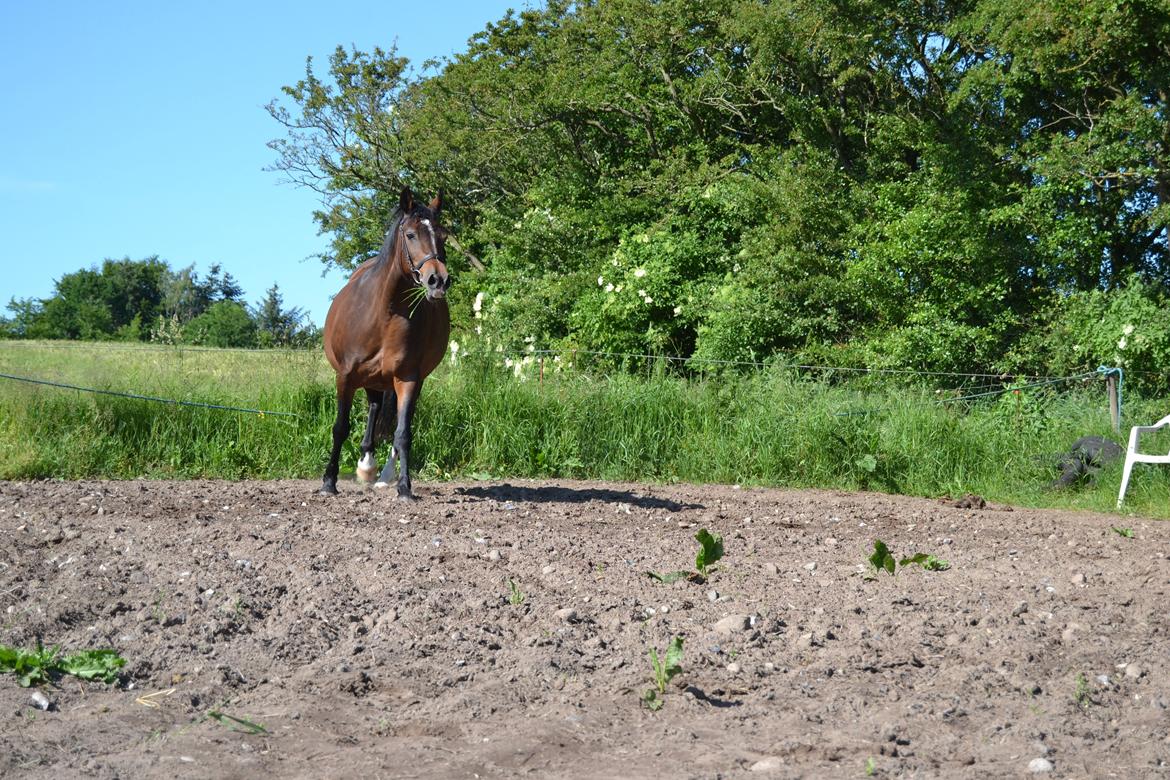 Anden særlig race Merza´s Gwendolyn billede 7