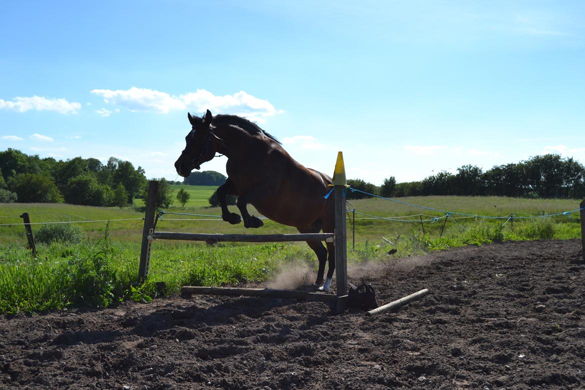 Anden særlig race Merza´s Gwendolyn billede 8