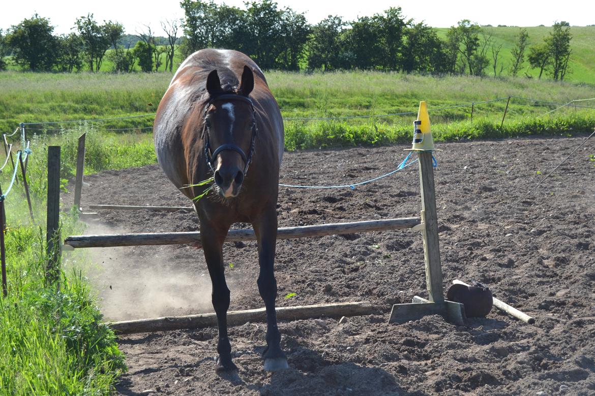 Anden særlig race Merza´s Gwendolyn billede 10