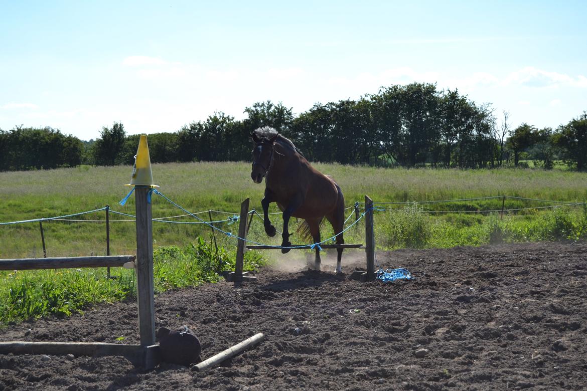 Anden særlig race Merza´s Gwendolyn billede 12
