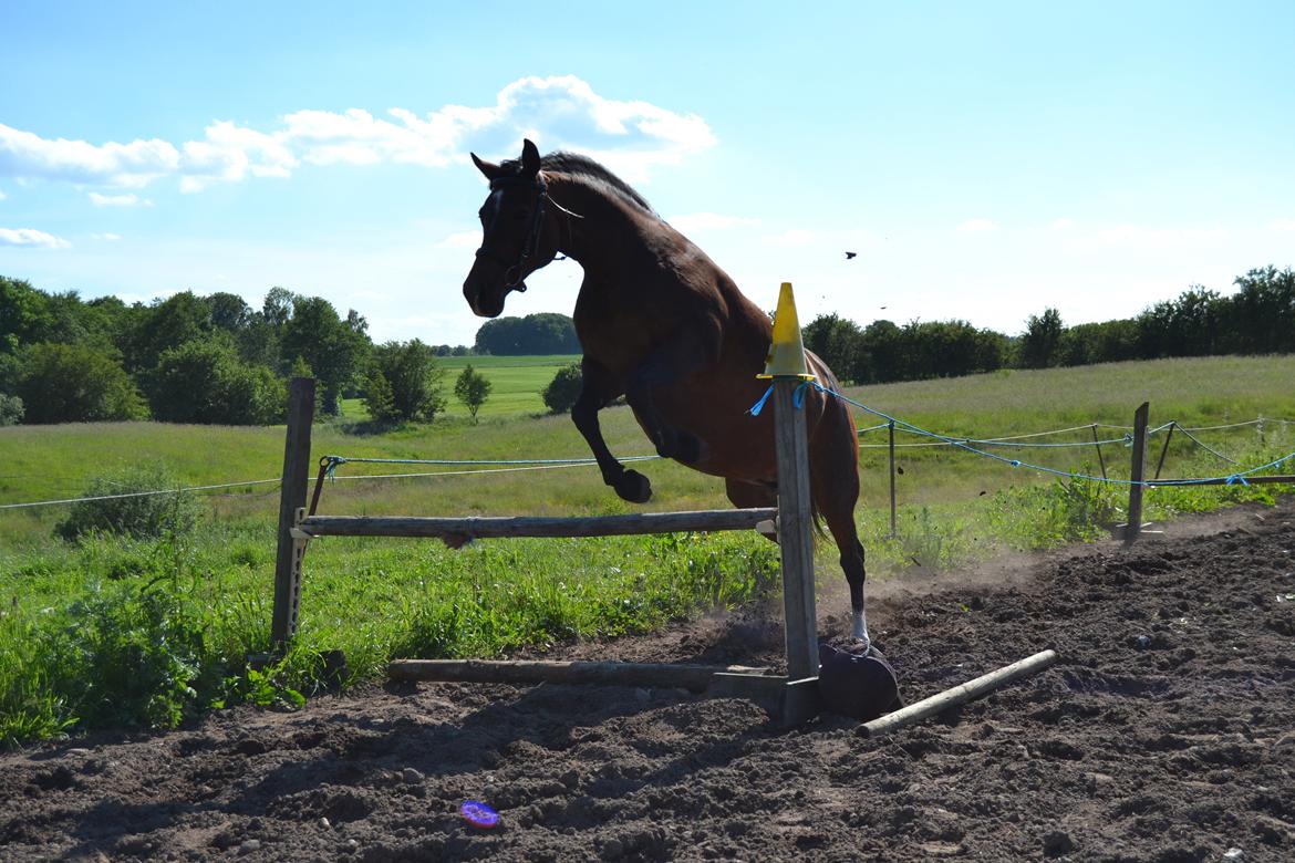 Anden særlig race Merza´s Gwendolyn billede 15
