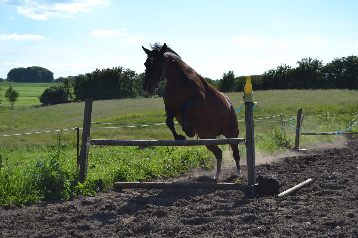 Anden særlig race Merza´s Gwendolyn billede 13