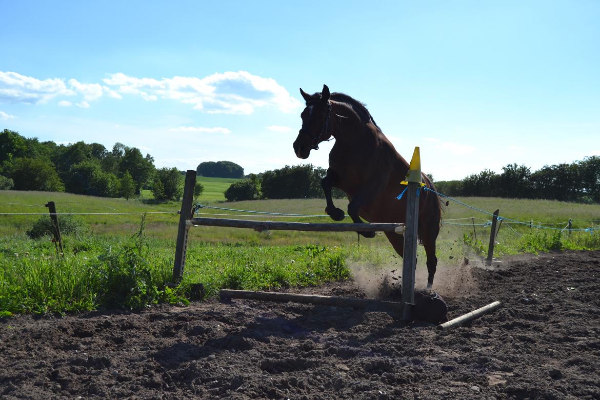 Anden særlig race Merza´s Gwendolyn billede 17