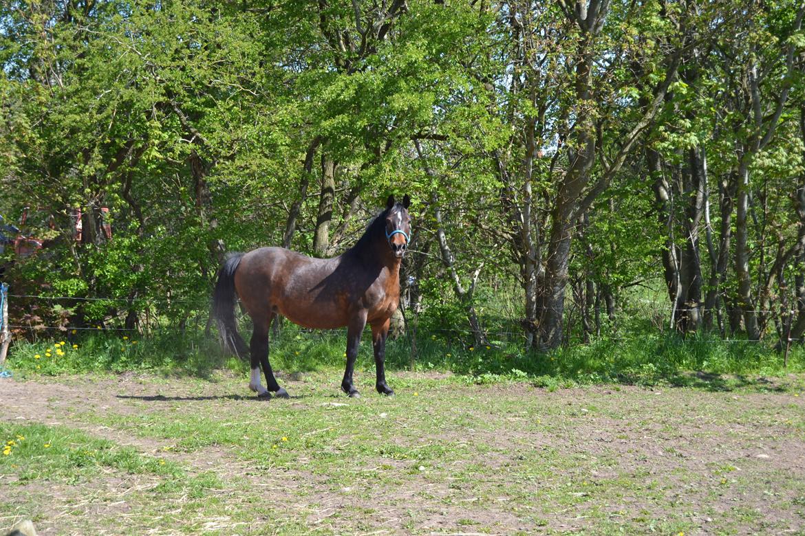 Anden særlig race Merza´s Gwendolyn billede 16