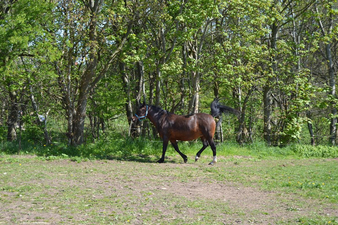Anden særlig race Merza´s Gwendolyn billede 14