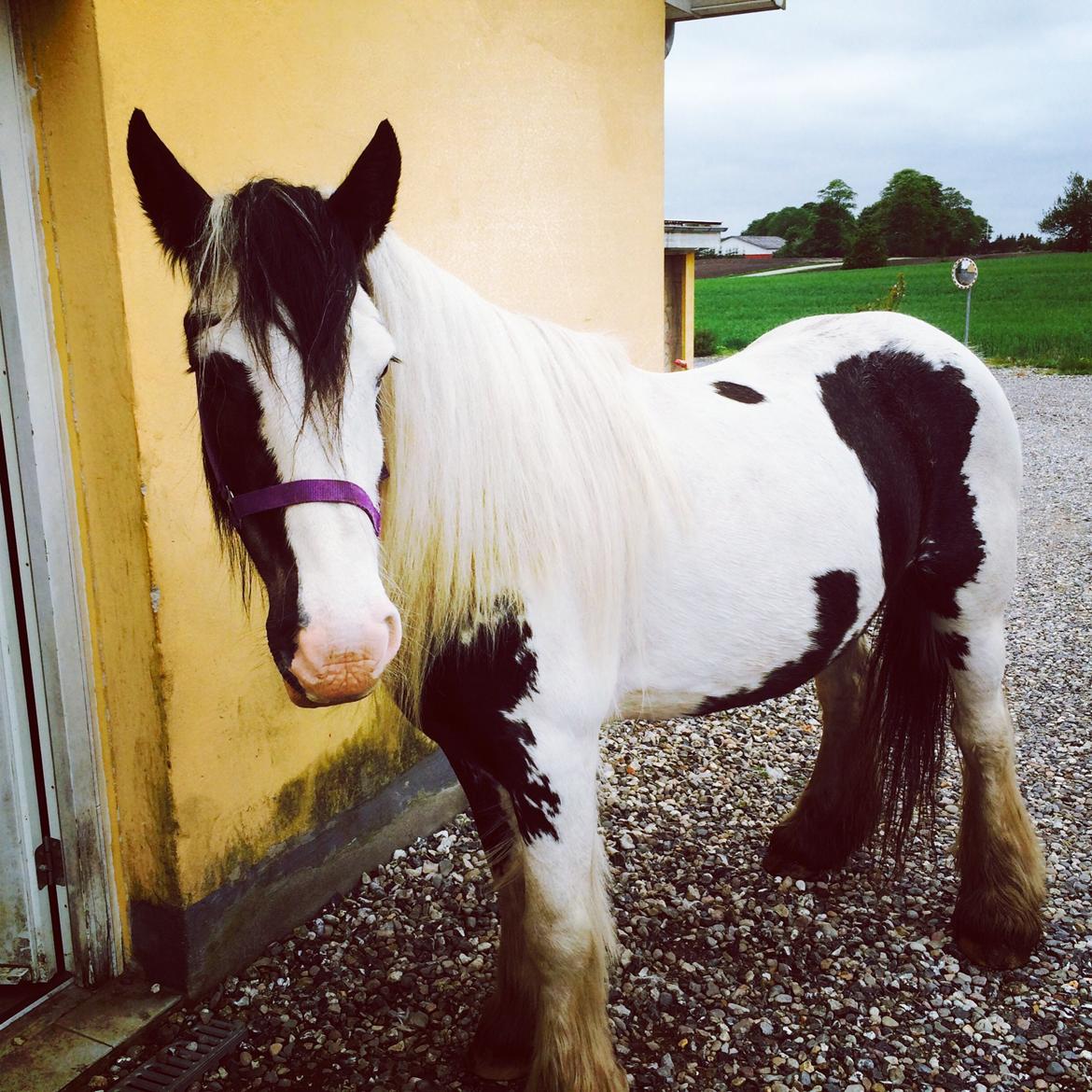 Irish Cob Sif billede 13