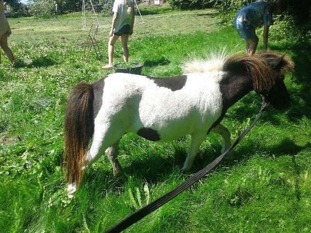 Anden særlig race Søby's Fie billede 11