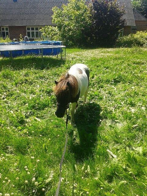 Anden særlig race Søby's Fie billede 12