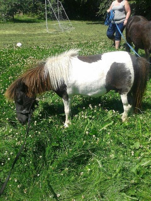Anden særlig race Søby's Fie billede 13