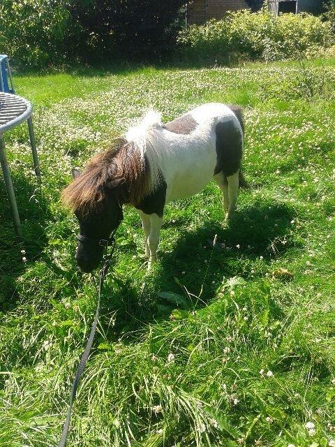 Anden særlig race Søby's Fie billede 14