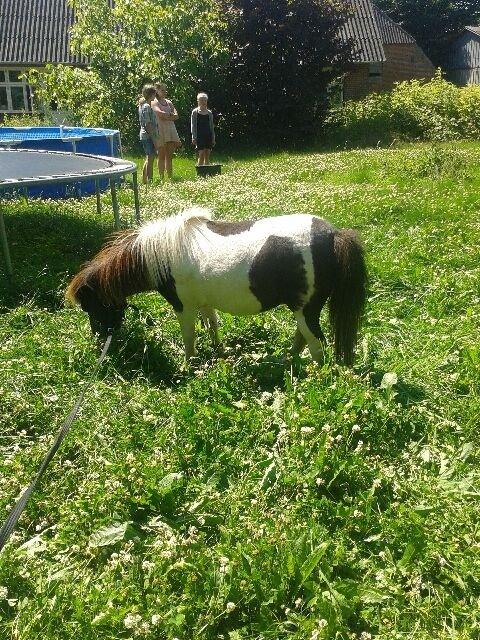 Anden særlig race Søby's Fie billede 16