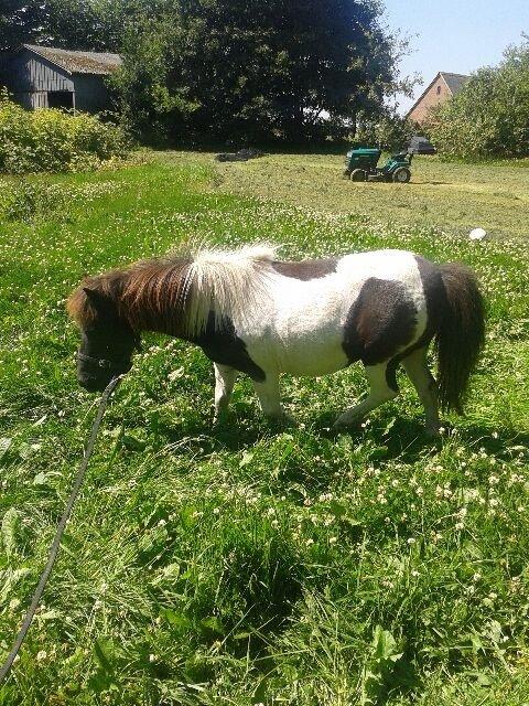 Anden særlig race Søby's Fie billede 17