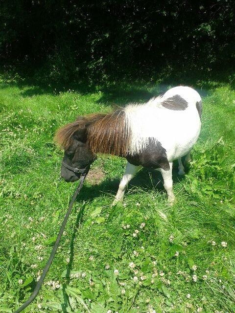 Anden særlig race Søby's Fie billede 15